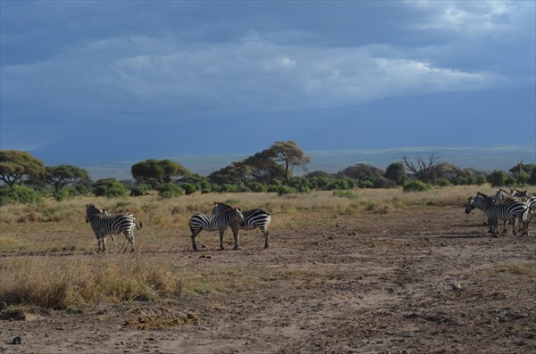 Kenia  (37)